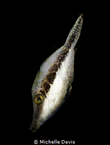 Slender File Fish by Michelle Davis 